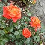 Rose Garden Apartment Katochori