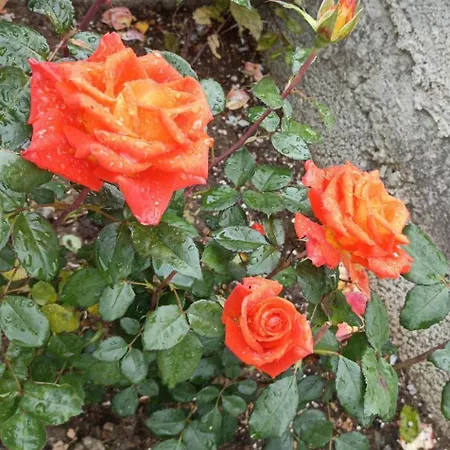 Rose Garden Apartman Katohóri