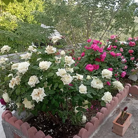 아파트 Rose Garden