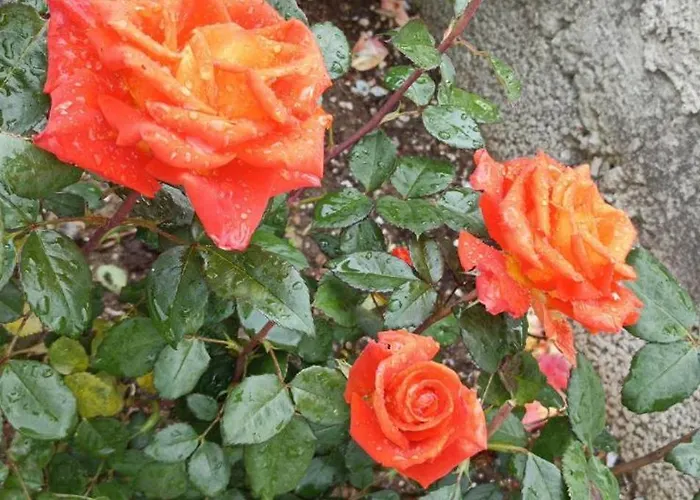 Rose Garden Διαμέρισμα Κατωχώρι